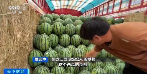 娱乐吃瓜酱紫金玫瑰,娱乐吃瓜界的璀璨明珠